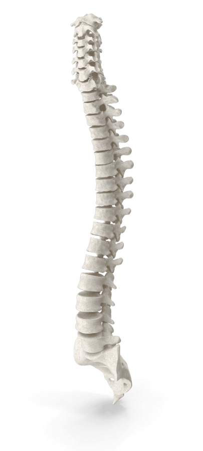 Human-Spine-2-BEEVEM3.png